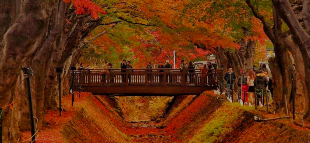 Fall Foliage Tokyo
