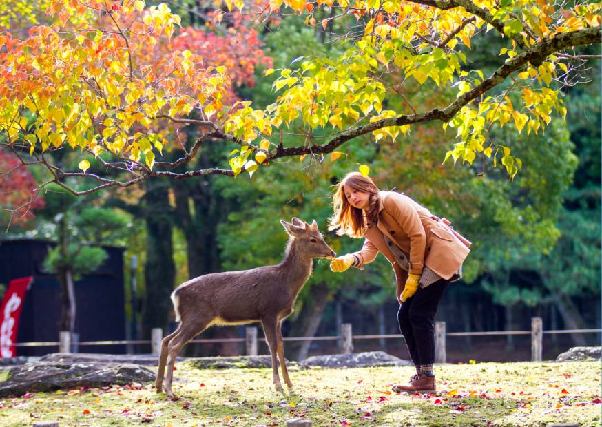 NARA - OSAKA (B/L)