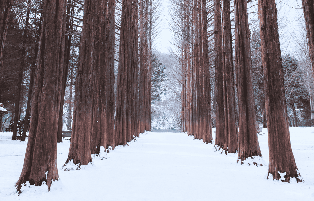 NAMI ISLAND - SKI (B/L/D)