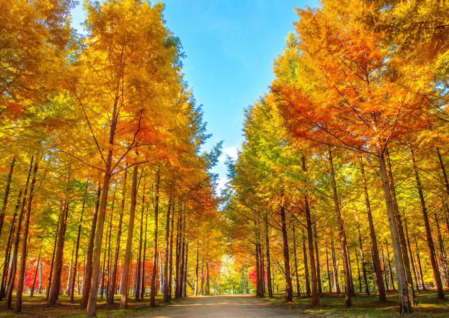 SEOUL - NAMI ISLAND (B/L/D)